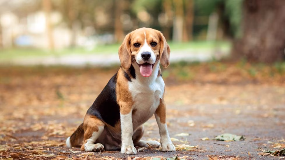 Pet spa and dog wash